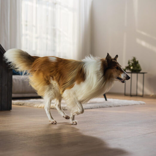 Hundekrankenversicherung 11 5. Expressprüfung statt Fragenkatalog