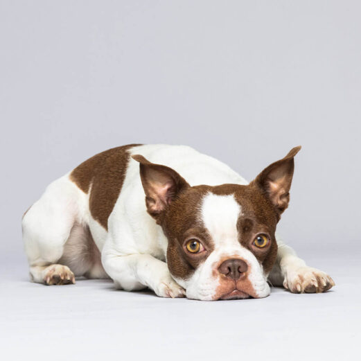 Hundekrankenversicherung 12 6. Jederzeit flexibel kündigen