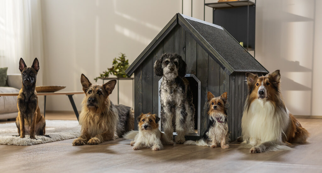 Petprotect Teaser