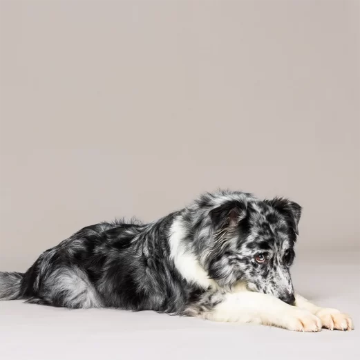 Hundehaftpflichtversicherung 11 5. Schutz sogar bei Schäden an beweglichen Sachen