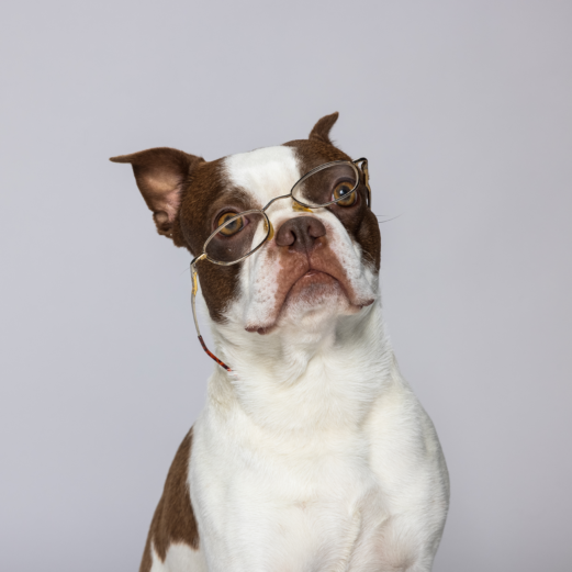 FAQ 1 Weil Tierversicherung auch stets Vertrauenssache ist.