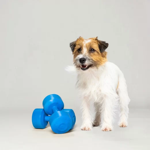 Wir haben Tierversicherung neu gedacht.