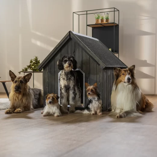 Hundehaftpflichtversicherung 9 3. Hundeschule und Veranstaltungen