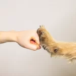 Katzen OP Versicherung 17 Ist gerne persönlich für Sie da: Ihr PETPROTECT Service-Team