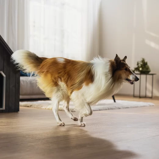 Hunde OP Versicherung 9 5. Keine aufwendige Gesundheitsprüfung