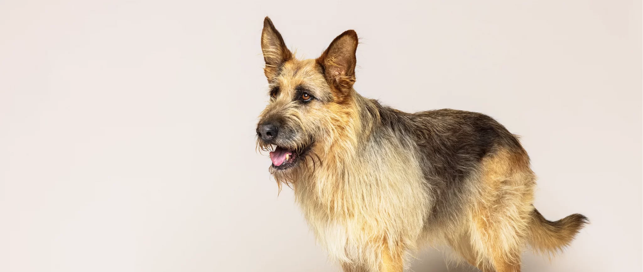 Petprotect Teaser
