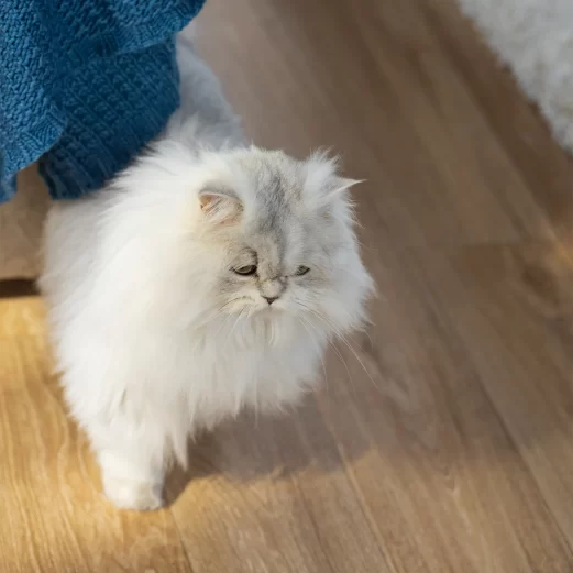 Katzen OP Versicherung 10 6. Sofortiger Schutz bei Unfällen