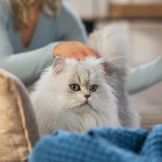 Katzen OP Versicherung 9 5. Keine aufwendige Gesundheitsprüfung
