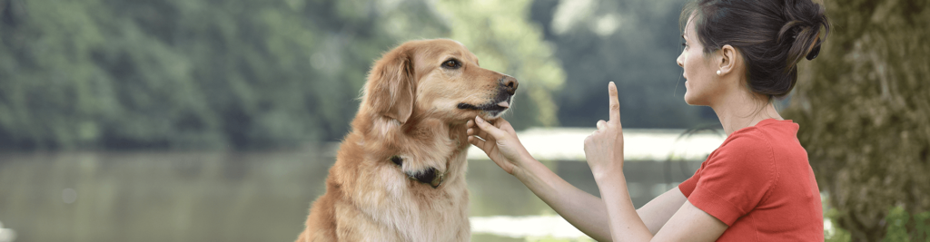 So finden Sie die richtige Hundeschule 1 Die richtige hundeschule 1920x500.jpg