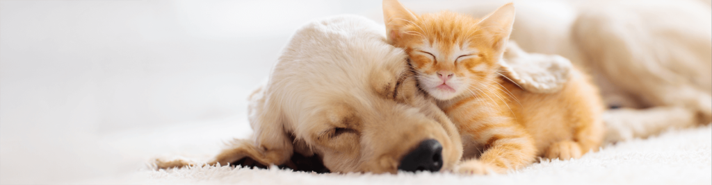 zur Hunde- und Katzenkrankenversicherung