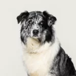 Hundekranken­versicherung