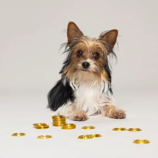 Hundehaftpflichtversicherung 10 4. Forderungsausfalldeckung