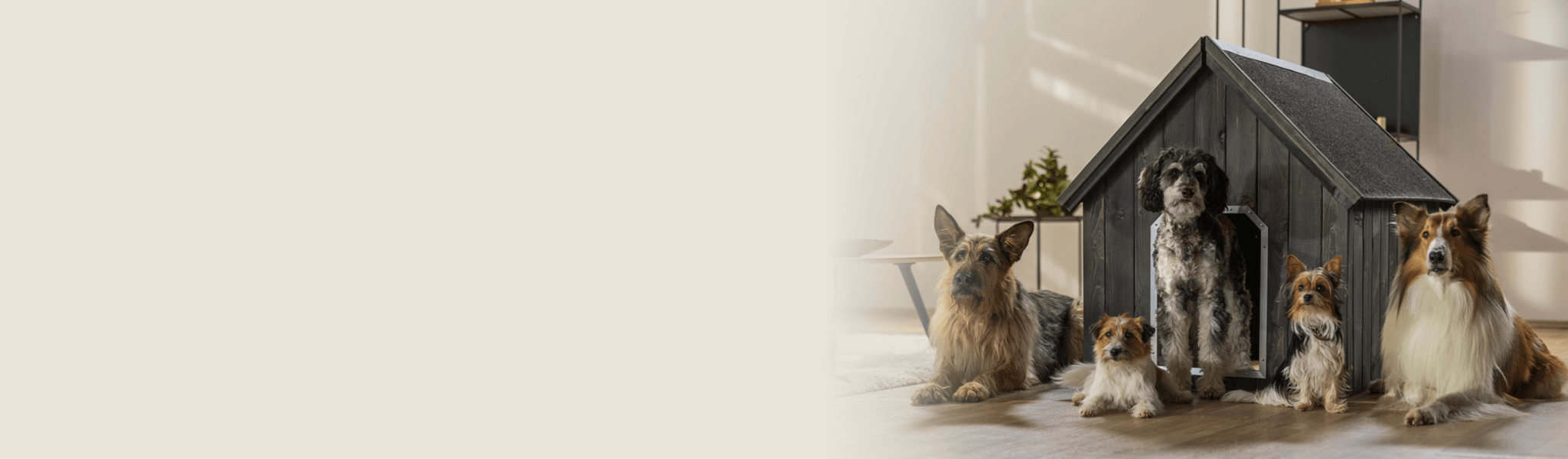Petprotect Teaser