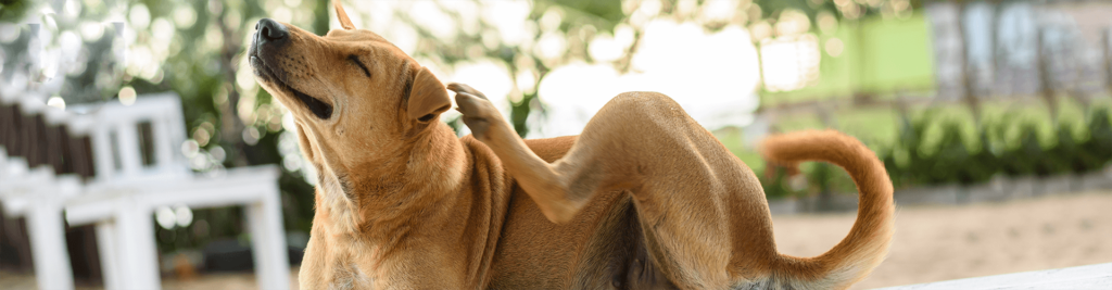 Entwurmung von Hunden 1 Notwendigkeit, Ablauf und Kosten