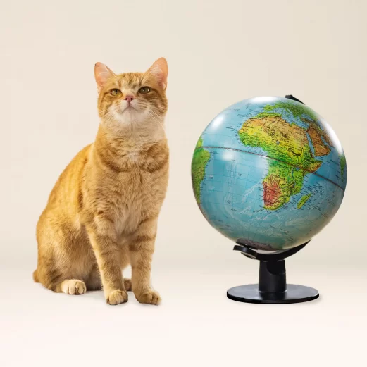 Katzen OP Versicherung 8 4. Auch im Ausland bestens geschützt