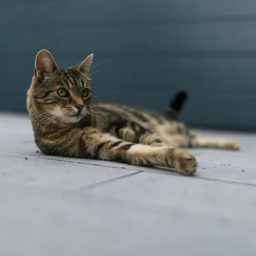 Katzen OP Versicherung 7 3. Kostenübernahme bis zum 4-fachen GOT-Satz
