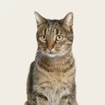 Katzenkranken­versicherung