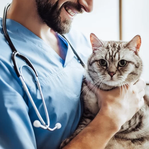 Katzenkrankenversicherung 11 4. Unkomplizierte Express-Gesundheitsprüfung