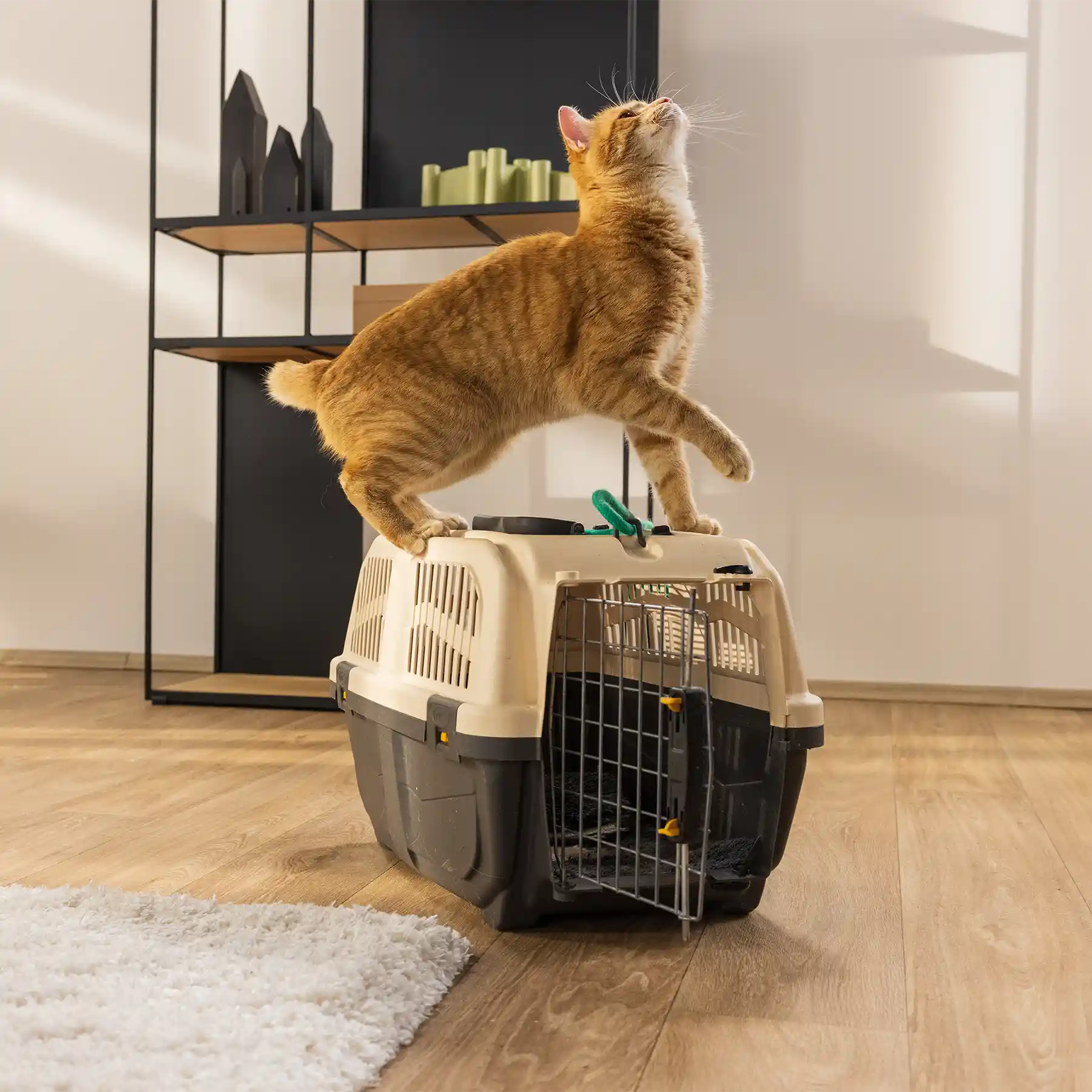 Katzen OP Versicherung 1 Schutz vor hohen OP Kosten
