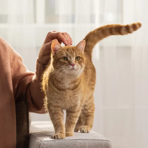 Katzenkrankenversicherung 9 2. Leistungen bis zum 4-fachen GOT-Satz