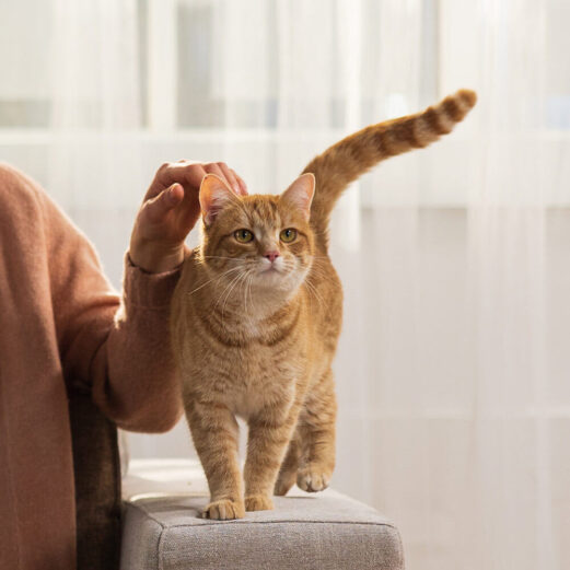 Katzenkrankenversicherung 8 2. Leistungen bis zum 4-fachen GOT-Satz