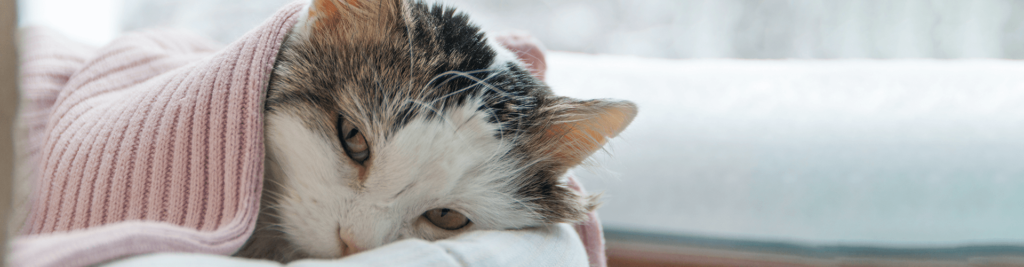 Katzenschnupfen 1 Harmlos oder ein Fall für den Tierarzt