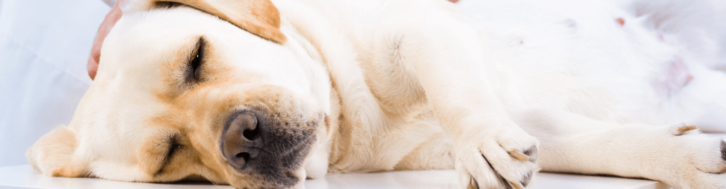 Magengeschwür beim Hund - Ursachen, Symptome und Behandlung 1 Magengeschwuer bei Hunden 1920x500