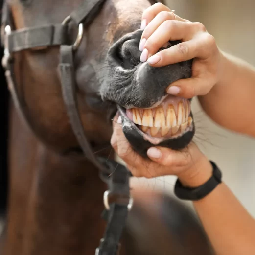Pferd Zähne Ziehen Im Stall Kosten