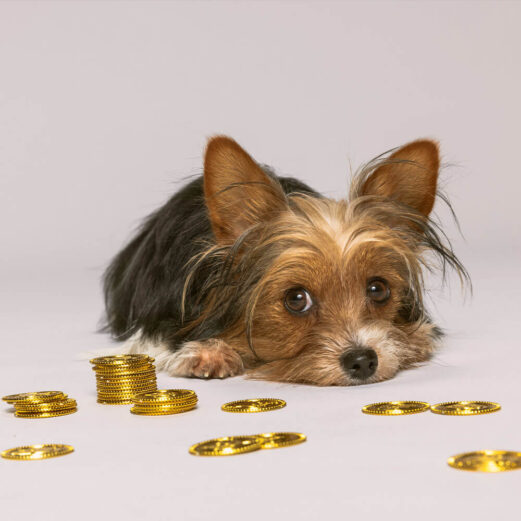 Hundehaftpflichtversicherung 12 5. Forderungsausfalldeckung