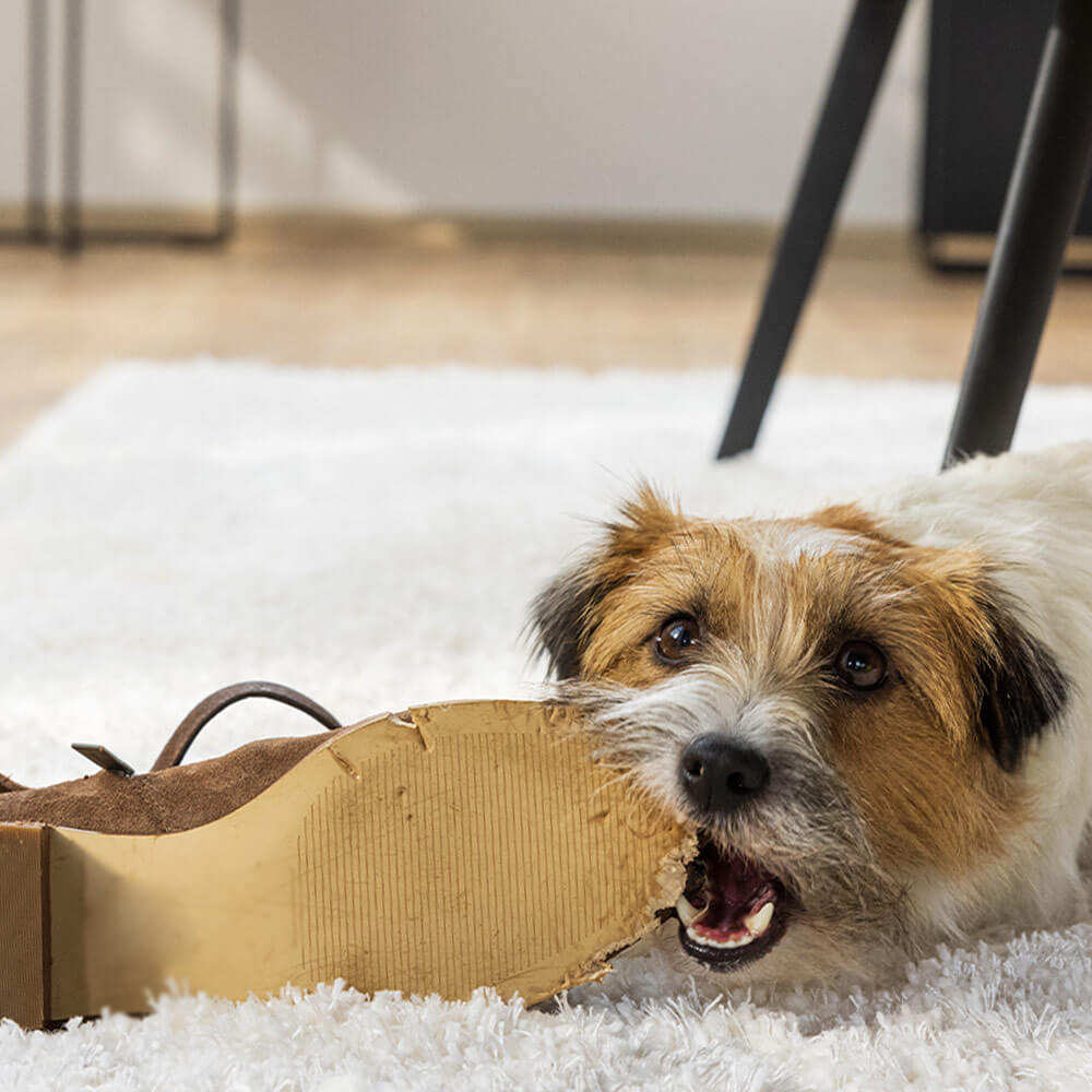 Hundehaftpflichtversicherung 3 Eine Haftpflichtversicherung, die vieles abdeckt