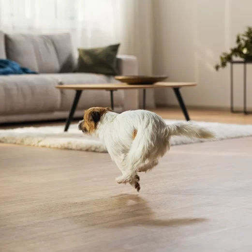 Hundehaftpflichtversicherung 8 2. Führen ohne Leine oder Maulkorb