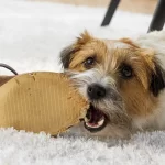 Hundekrankenversicherung 16 Hundehaftpflicht ist Pflicht