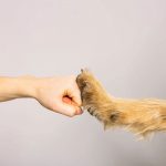Über uns 6 Ist gerne persönlich für Sie da: Ihr PETPROTECT Service-Team