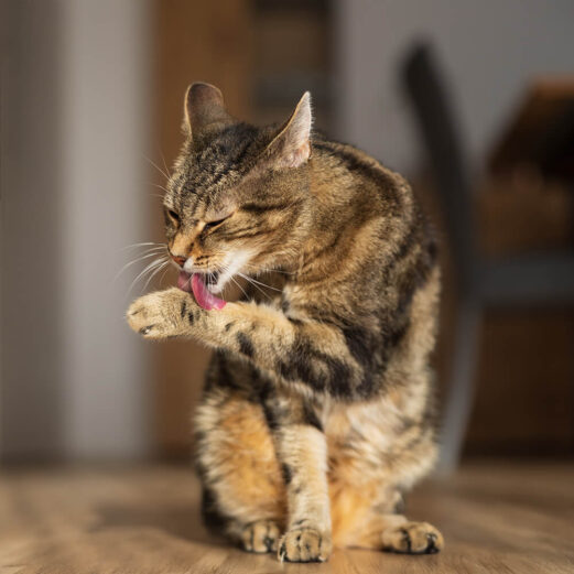 Katzenkrankenversicherung 13 7. Maximal flexibel, täglich kündbar