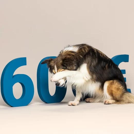 Hohe Kosten ohne Hundehaftpflichtversicherung