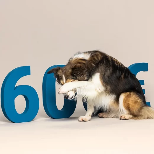 Hundehaftpflichtversicherung 6 Hohe Kosten ohne Hundeversicherung
