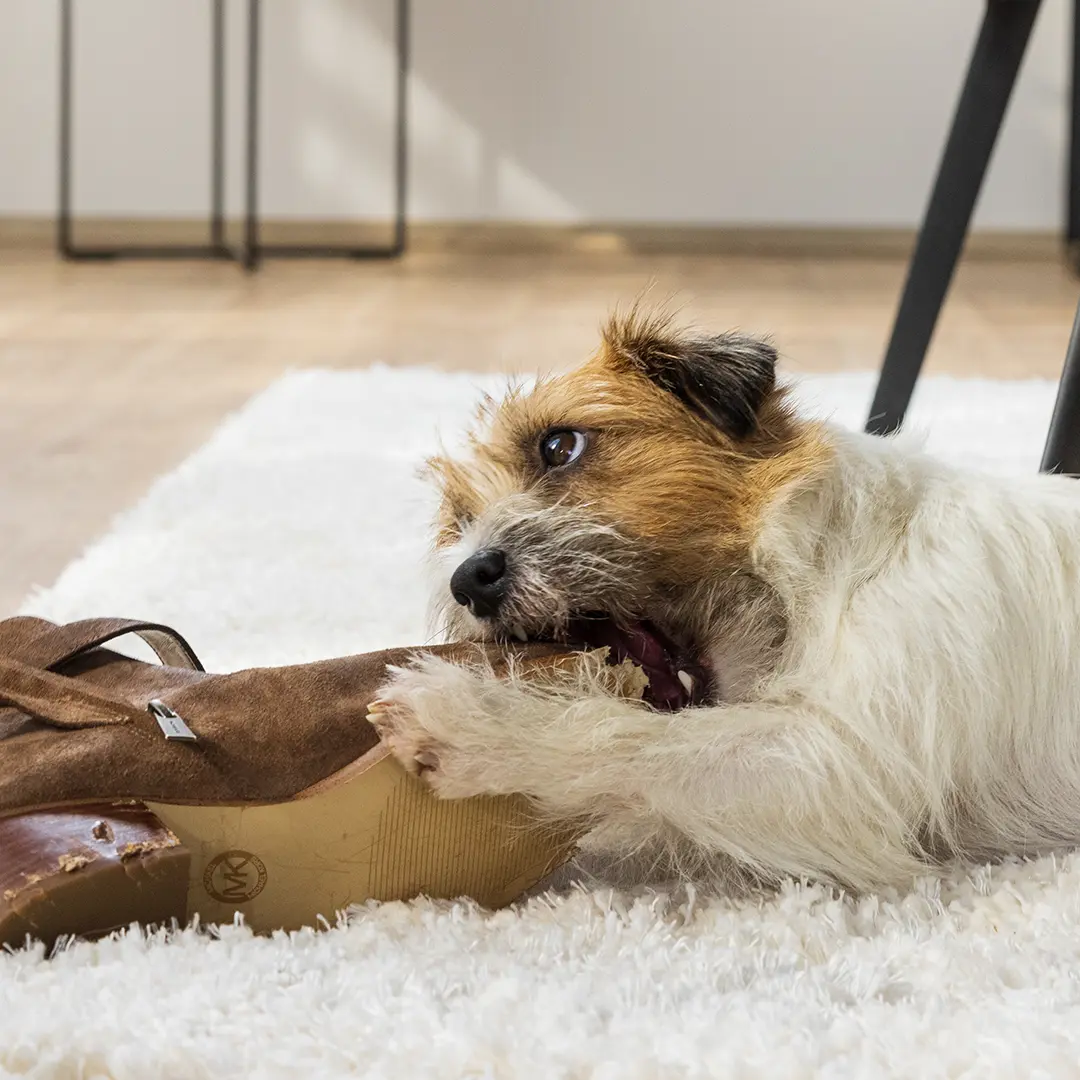 Hundehaftpflichtversicherung 3 Eine Haftpflichtversicherung, die vieles abdeckt