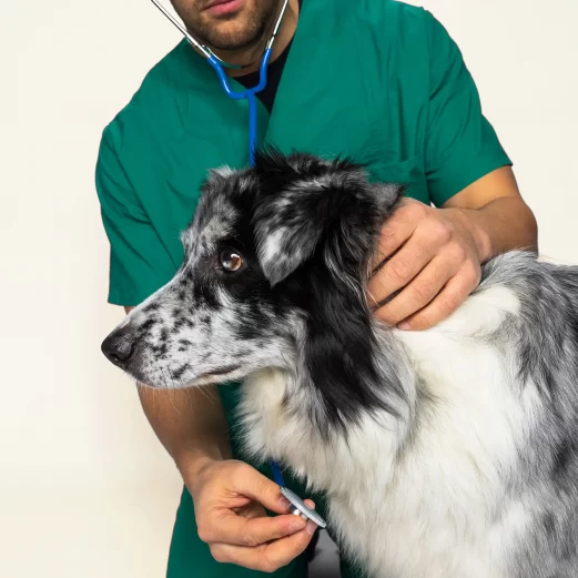 Hunde OP Versicherung 6 2. Bis zu 100% Kostenerstattung