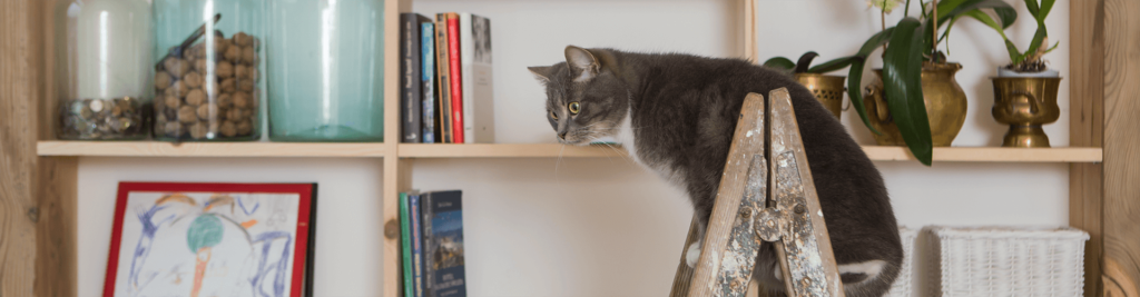 Muss ich meine Katze versichern? 1 Tierisch sinnvoll oder tierischer Unsinn?