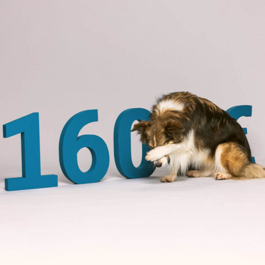 Hundehaftpflichtversicherung 6 Hohe Kosten ohne Hundeversicherung