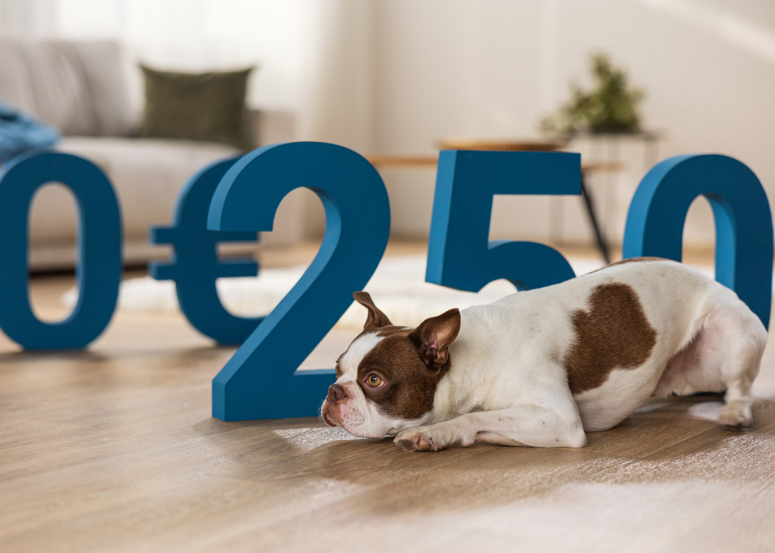 Hundekrankenversicherung 3 Schutz vor hohen Tierarztkosten