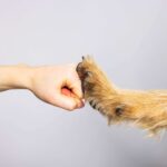 Hunde OP Versicherung 19 Ist gerne persönlich für Sie da: Ihr PETPROTECT Service-Team