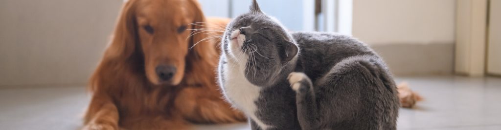 Allergien bei Hunden und Katzen 1 headerbild allergien bei hunden und katzen 1920x500 tinypng