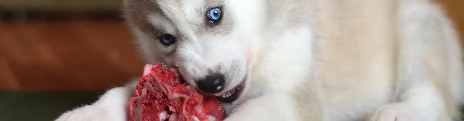 PETPROTECT Magazin: BARF: Die Fütterungsmethode im Überblick