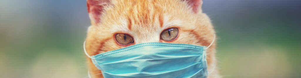 COVID-19 bei Katzen 1 Wie gefährlich ist das Virus?