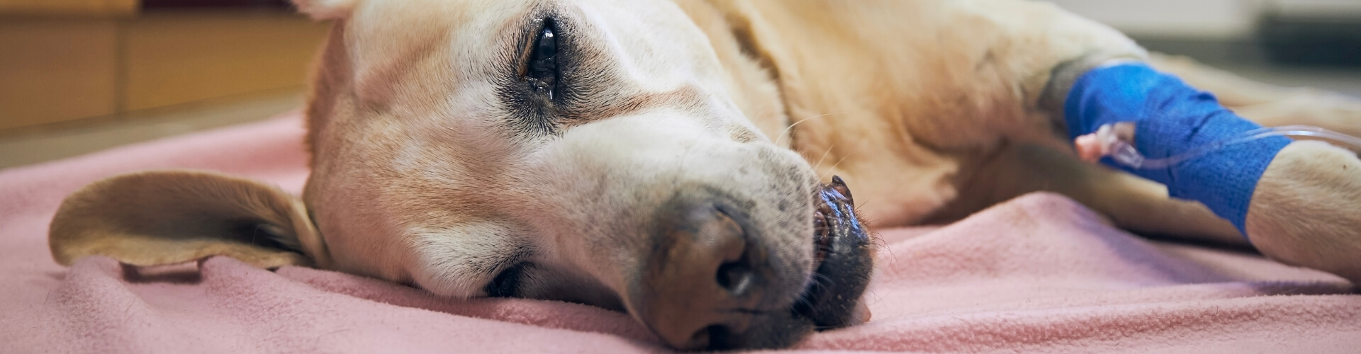 PETPROTECT Magazin: Das Cushing-Syndrom bei Hunden - Symptome, Diagnostik und Behandlung