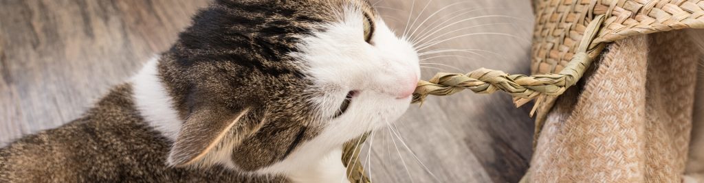 Wenn Stubentiger Plastik fressen