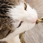 PETPROTECT Magazin: Das Pica-Syndrom bei Katzen