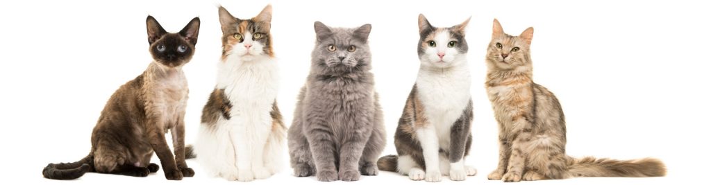 Das sind die gesündesten Katzenrassen der Welt 1 headerbild das sind die gesuendesten katzenrassen der welt 1920x500 tinypng