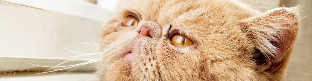 Demenz bei Katzen 1 Ein noch weitgehend unbekanntes Thema